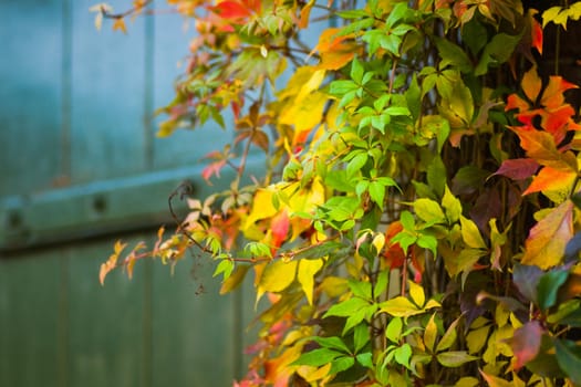 Painted wooden door with colorful Virginian creeper in autumn