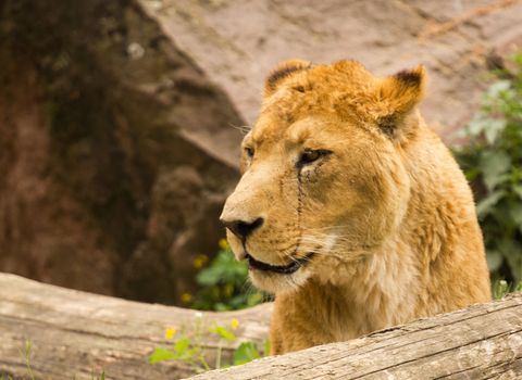 A Lioness pauses to rest near the waterside in summer