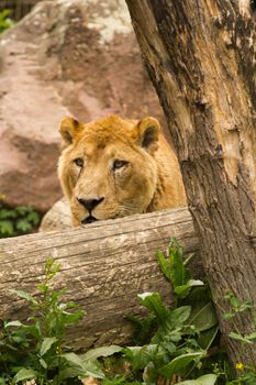 A Lioness pauses to rest near the waterside in summer