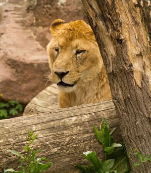 A Lioness pauses to rest near the waterside in summer