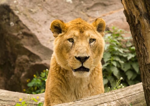 A Lioness pauses to rest near the waterside in summer
