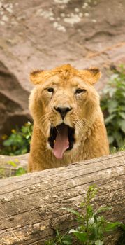 A Lioness pauses to rest near the waterside in summer