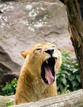 A Lioness pauses to rest near the waterside in summer