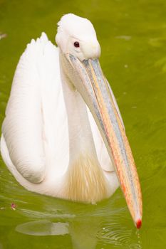 A Pelican swims elegantly across the lake in summer