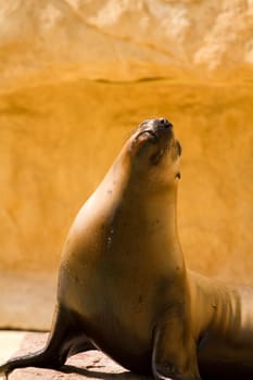 A Sea Lion cools off at the water's edge from the summer heat