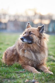 Belgian Shepherd Dog