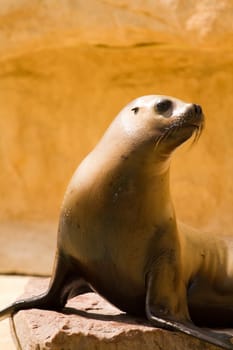 A Sea Lion cools off at the water's edge from the summer heat