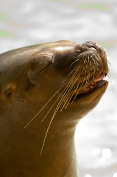 A Sea Lion cools off at the water's edge from the summer heat