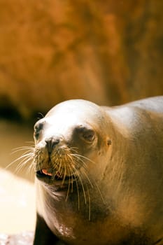 A Sea Lion cools off at the water's edge from the summer heat