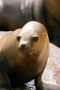 A Sea Lion cools off at the water's edge from the summer heat