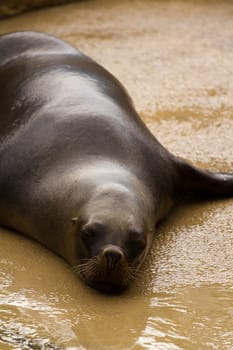 A Sea Lion cools off at the water's edge from the summer heat