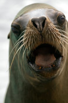 A Sea Lion cools off at the water's edge from the summer heat