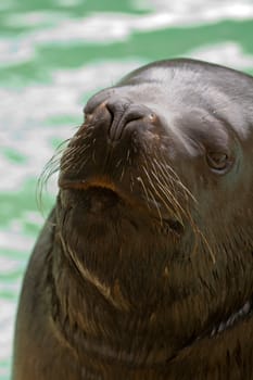 A Sea Lion cools off at the water's edge from the summer heat