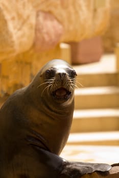 A Sea Lion cools off at the water's edge from the summer heat