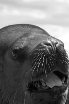 A Sea Lion cools off at the water's edge from the summer heat