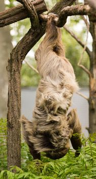 A Sloth hangs from tree branches chewing on vegetation