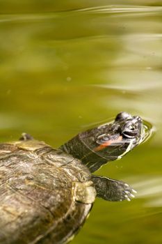 A small Turtle Swims in the cool lake water 