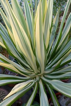 An isolated shot of white green furcaria Succulent plant