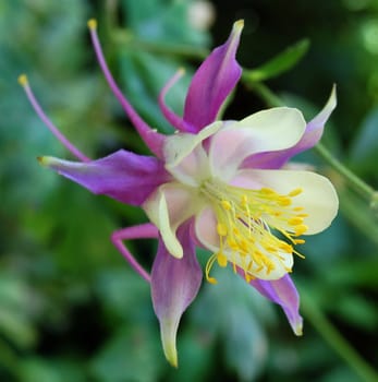an isolated shot of aquilegia chrysantha flower