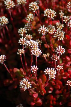 white flowers on red aloe succulent plant