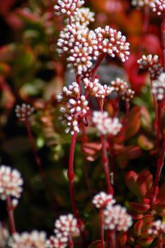 white flowers on red aloe succulent plant