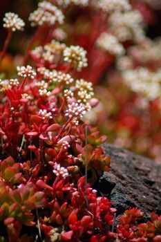 white flowers on red aloe succulent plant