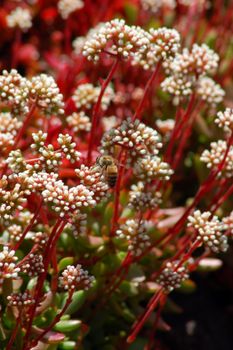 white flowers on red aloe succulent plant