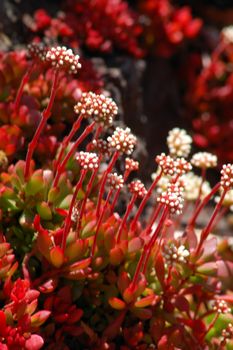 white flowers on red aloe succulent plant