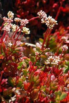 white flowers on red aloe succulent plant