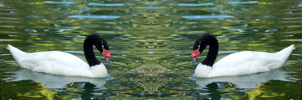 isolated white Black necked cygnus Swan bird couple swimming in water