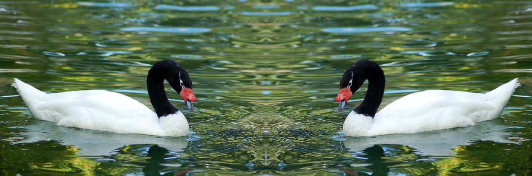 isolated white Black necked cygnus Swan bird couple swimming in water