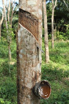 Rubber tree with pottery cup after collected latex at Thailand