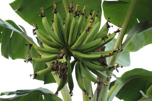 Shot of a head of green young bananas bunch growing on tree in Thailand