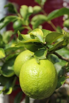 Lemons growing on lemon tree