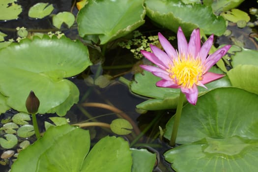 Two violet lotus on green leaf background