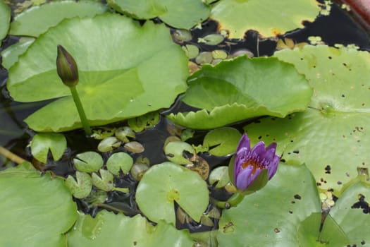 Two violet lotus on green leaf background