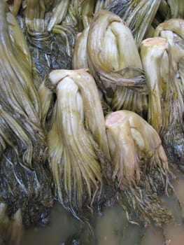 Pickled Chinese cabbage is food preservation