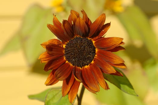 a sunflower with a tan