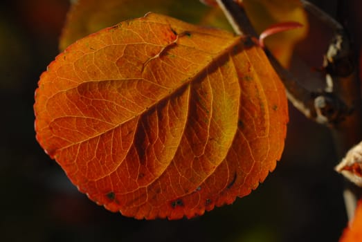 red leaf in the authumn