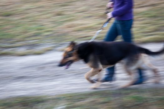 Master walking her German shepherd (motion blurred image)