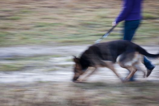 Master walking her German shepherd (motion blurred image)