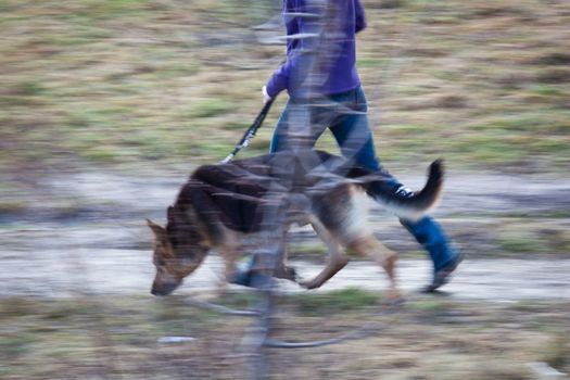 Master walking her German shepherd (motion blurred image)