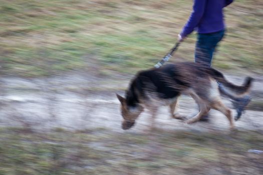 Master walking her German shepherd (motion blurred image)