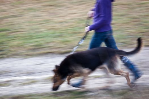 Master walking her German shepherd (motion blurred image)