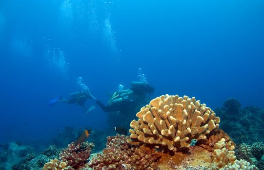 Hawaiian Coral Head lit up with Divers in the background