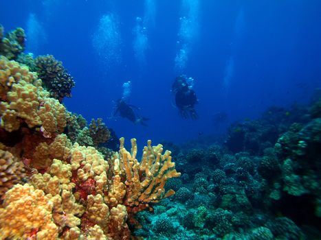 Scuba Divers returning from a dive in Maui Hawaii        