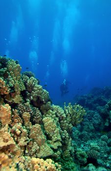 Scuba Divers swimming towards the reef in Molokini Hawaii      