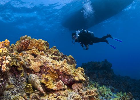 Triton Trumpet and Scuba Diver in  Hawaii