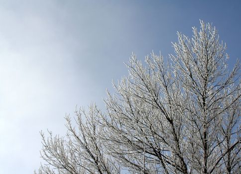 A frost covered decidious tree set against a blue sky.
