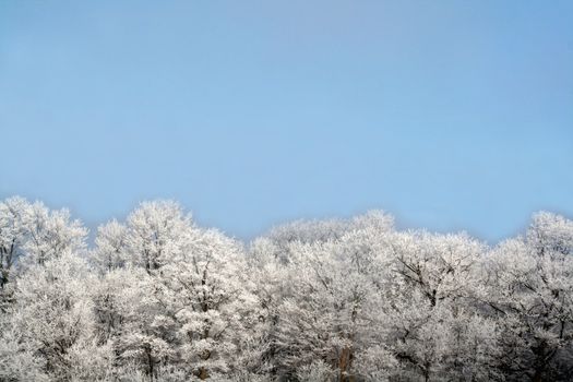 A frost covered decidious forest treeline set against a blue sky.
